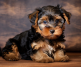 Yorkie Poo Puppies For Sale Windy City Pups